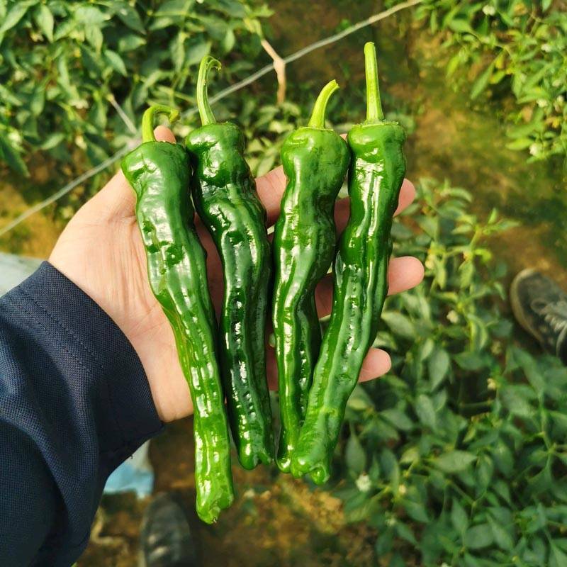 同乐2号皱皮椒薄皮香椒辣椒种子每袋一千粒包邮