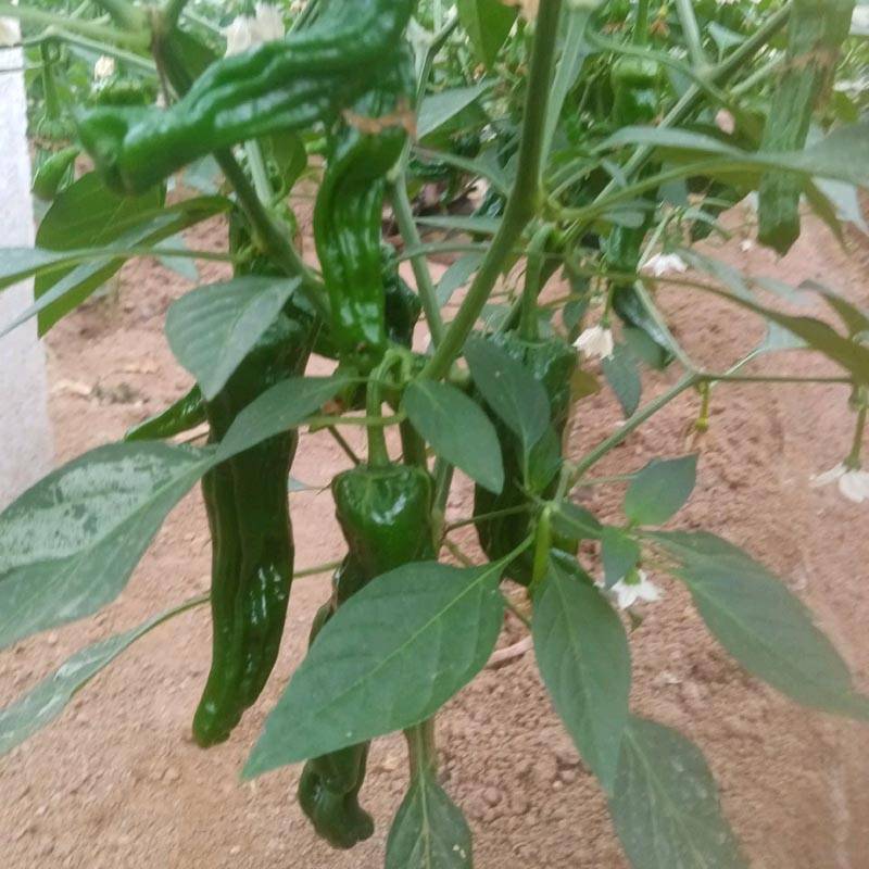 同乐2号皱皮椒薄皮香椒辣椒种子每袋一千粒包邮