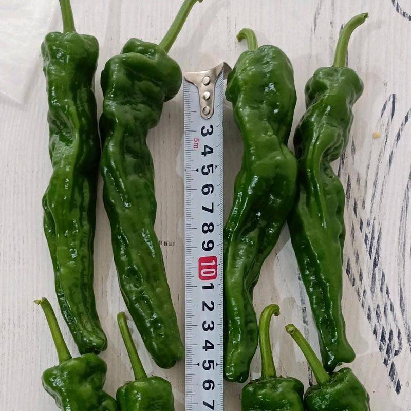 同乐2号皱皮椒薄皮香椒辣椒种子每袋一千粒包邮