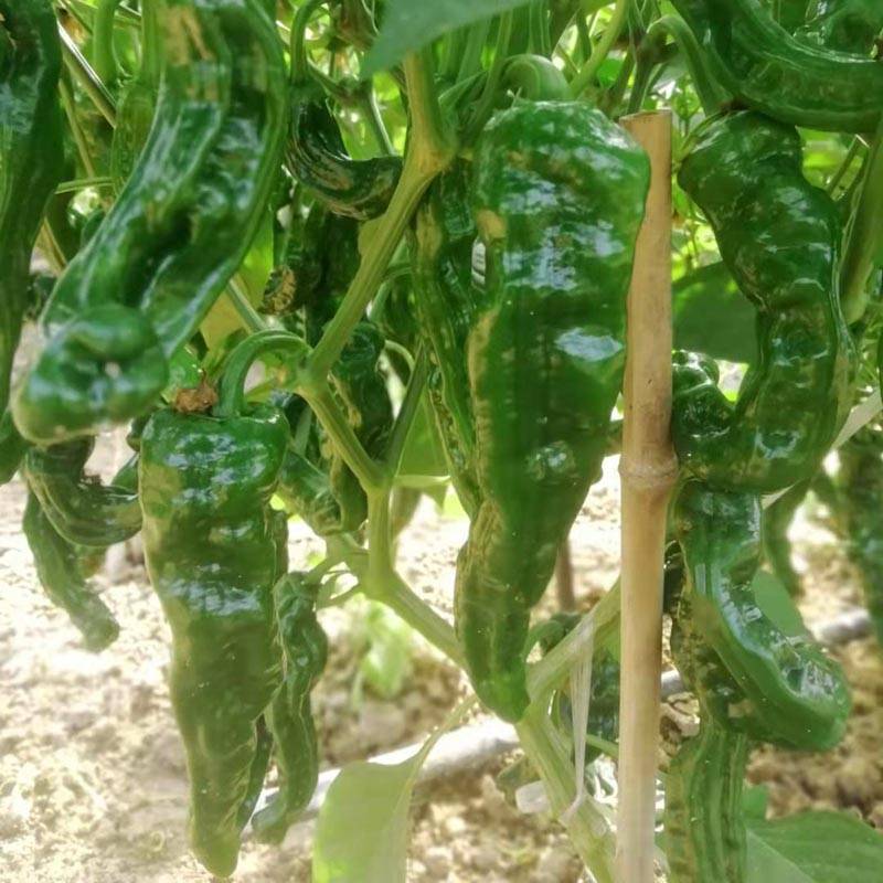 同乐2号皱皮椒薄皮香椒辣椒种子每袋一千粒包邮