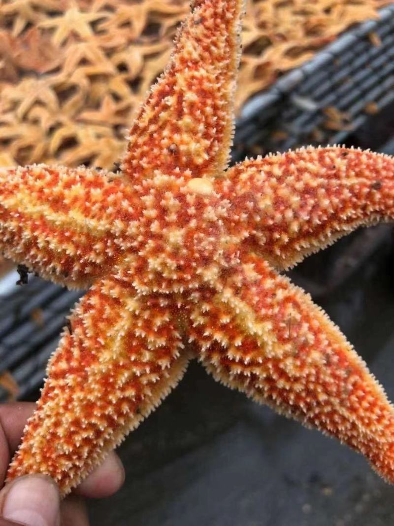 海星熟海星海星熟冻海星海星熟海星海星熟冻海星