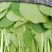 小白菜青梗小白菜叶菜现割现发可视频看菜