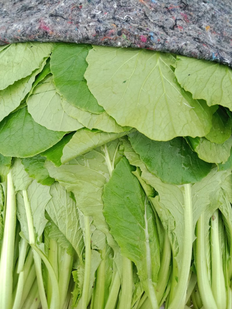小白菜青梗小白菜叶菜现割现发可视频看菜