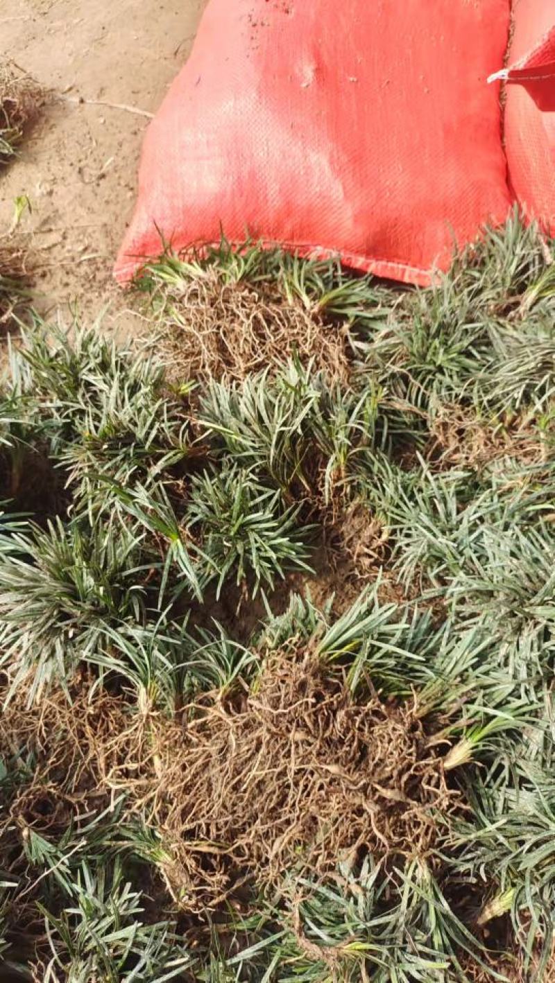 玉龙草玉龙草苗又叫日本矮麦冬包邮价格发货可直接下单购买