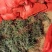 玉龙草玉龙草苗又叫日本矮麦冬包邮价格发货可直接下单购买
