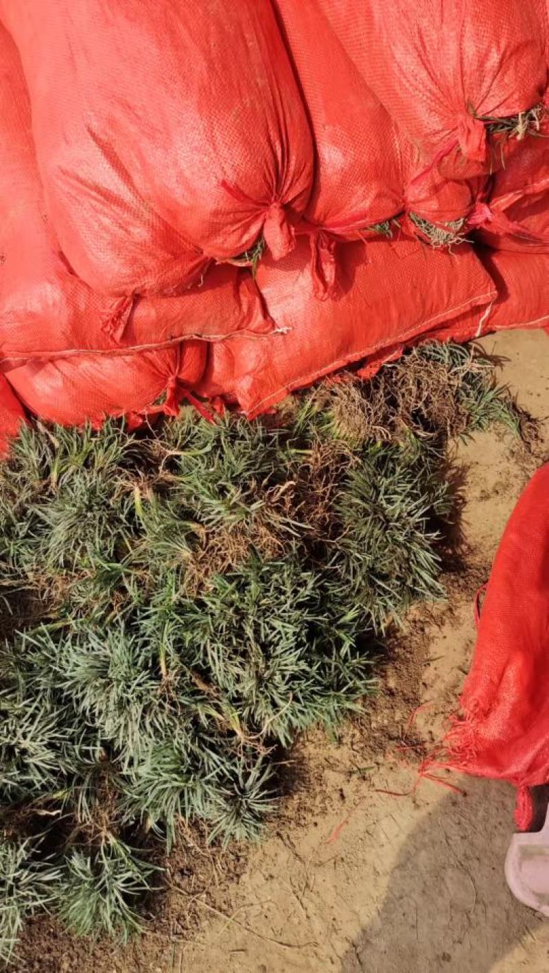 玉龙草玉龙草苗又叫日本矮麦冬包邮价格发货可直接下单购买