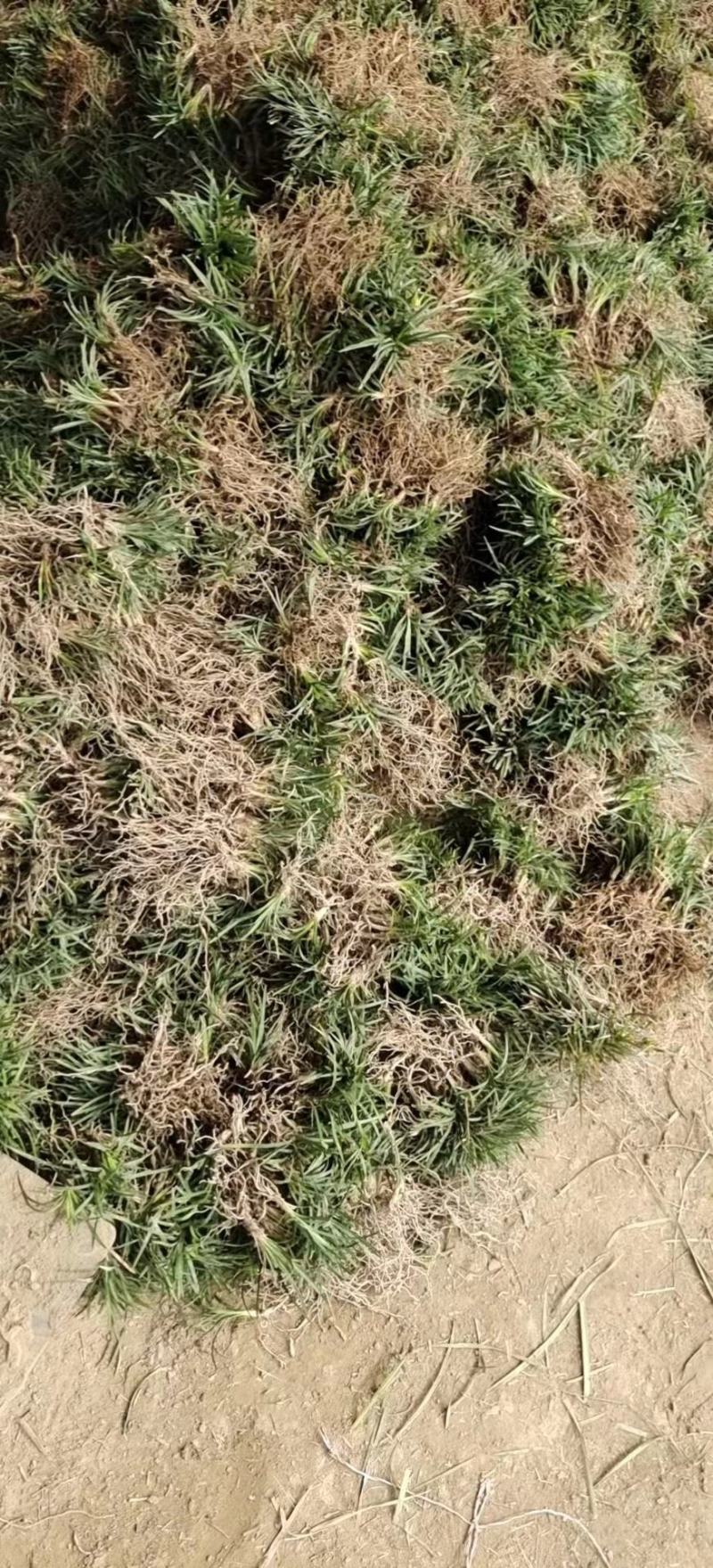玉龙草玉龙草苗又叫日本矮麦冬包邮价格发货可直接下单购买