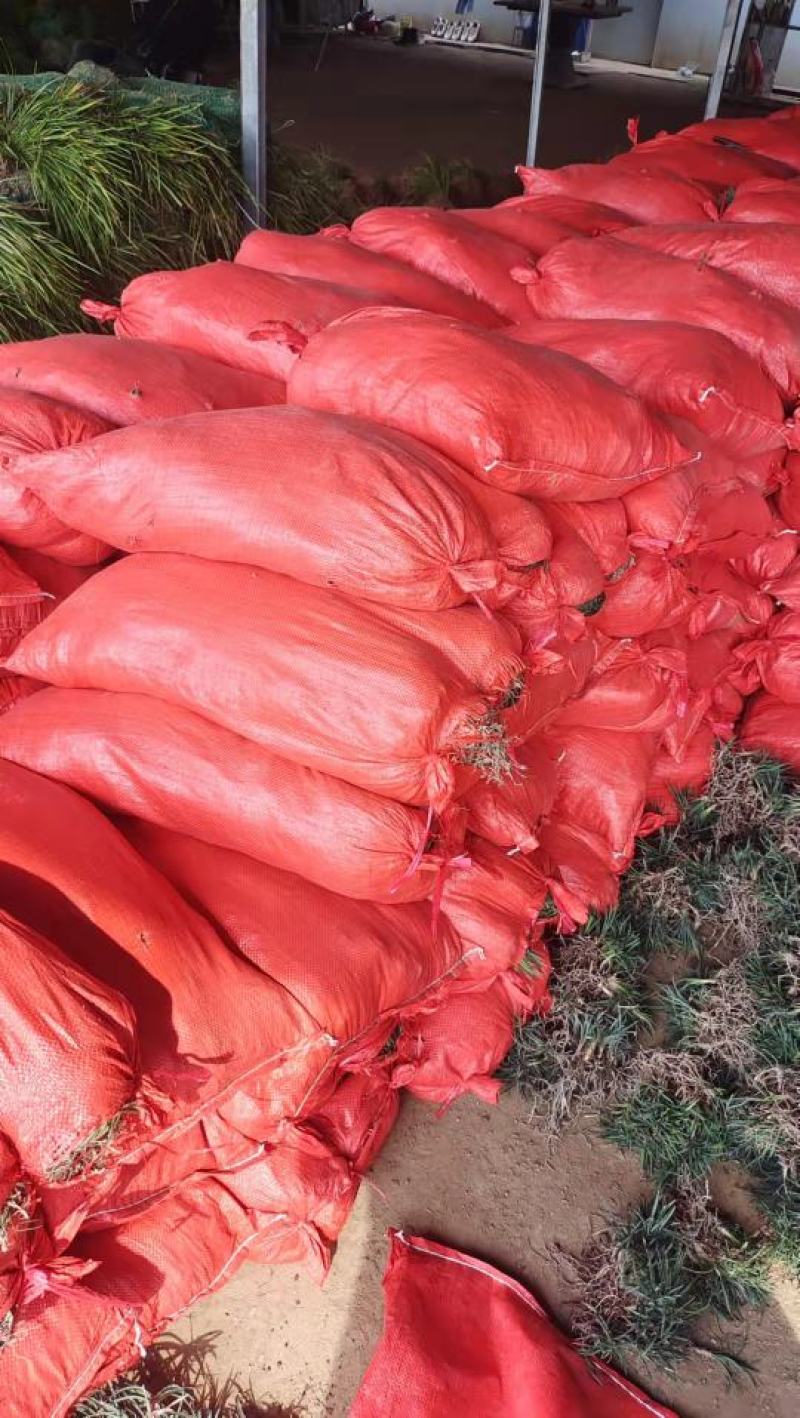 玉龙草玉龙草苗又叫日本矮麦冬包邮价格发货可直接下单购买