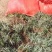 玉龙草玉龙草苗又叫日本矮麦冬包邮价格发货可直接下单购买