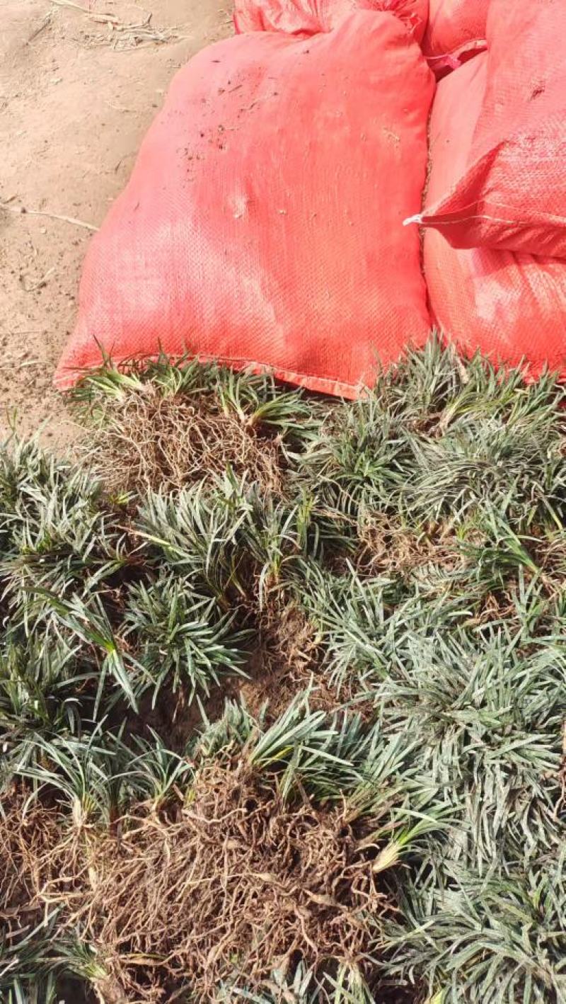玉龙草玉龙草苗又叫日本矮麦冬包邮价格发货可直接下单购买