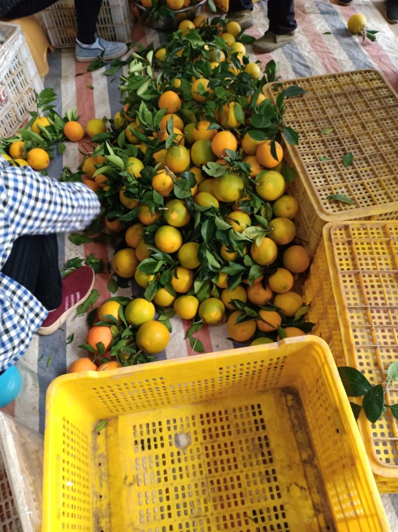 纽荷尔脐橙湖南基地大量上市欢迎全国各地采购商合作！