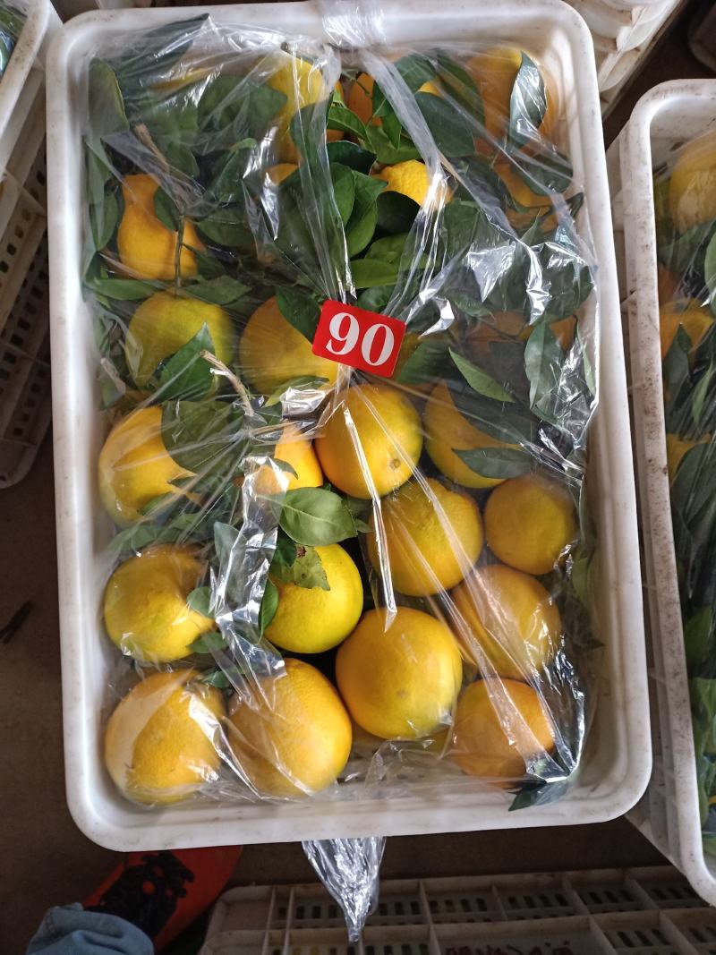 纽荷尔脐橙湖南基地大量上市欢迎全国各地采购商合作！