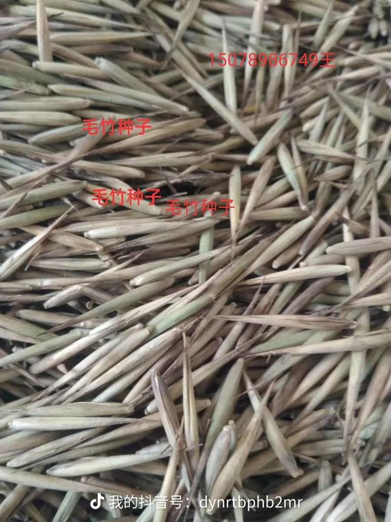 牛毛竹种子，广西优质毛竹种子，栽培技术提供服务。