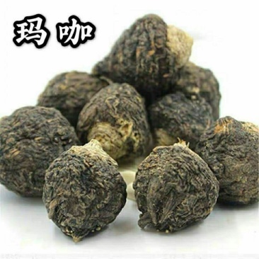 云南丽江黑玛咖玉龙雪山高原零污染种植