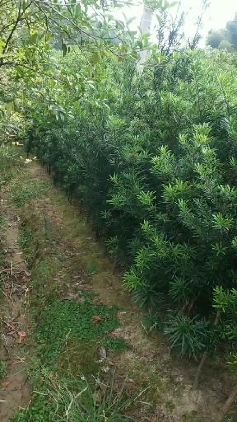 罗汉松热销2公分以上工程绿化罗汉松精品罗汉松