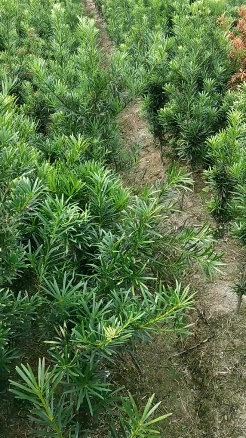 罗汉松热销2公分以上工程绿化罗汉松精品罗汉松