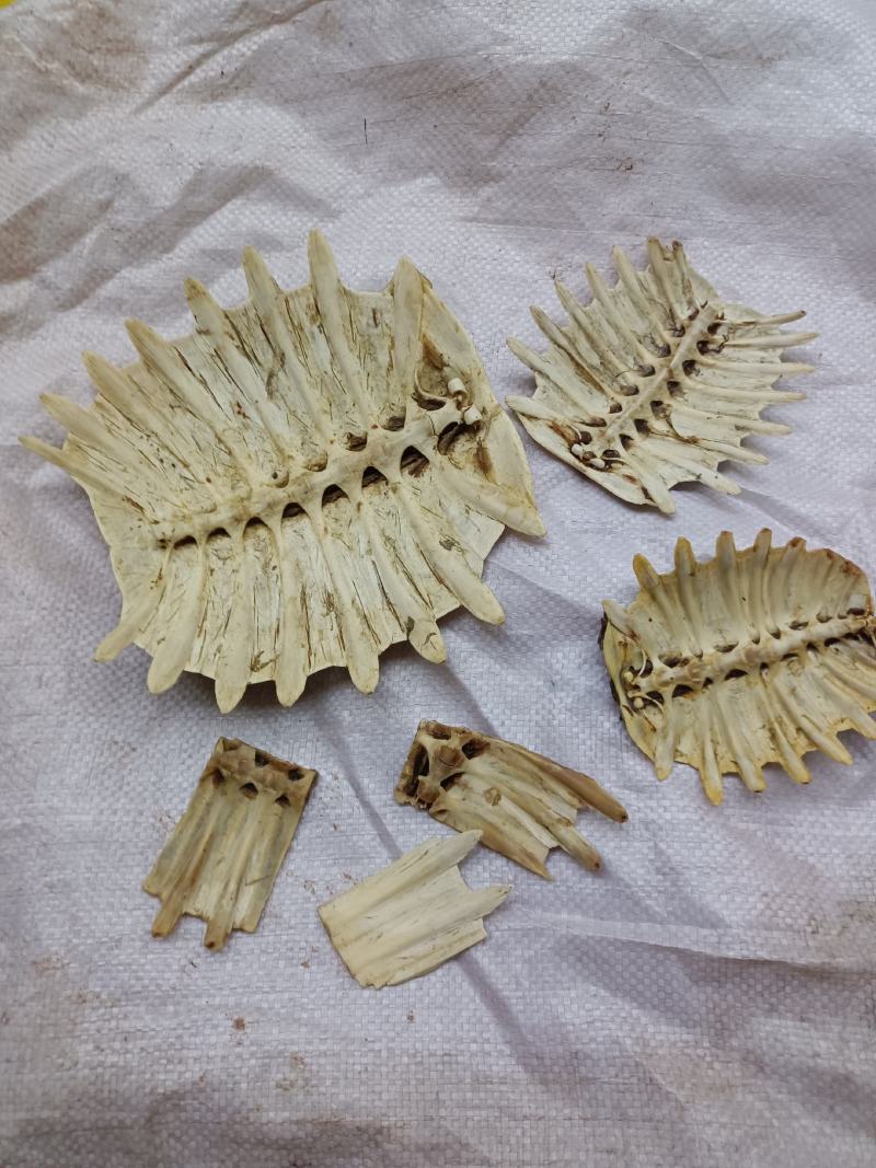 统货鳖甲，干度够，物美价廉