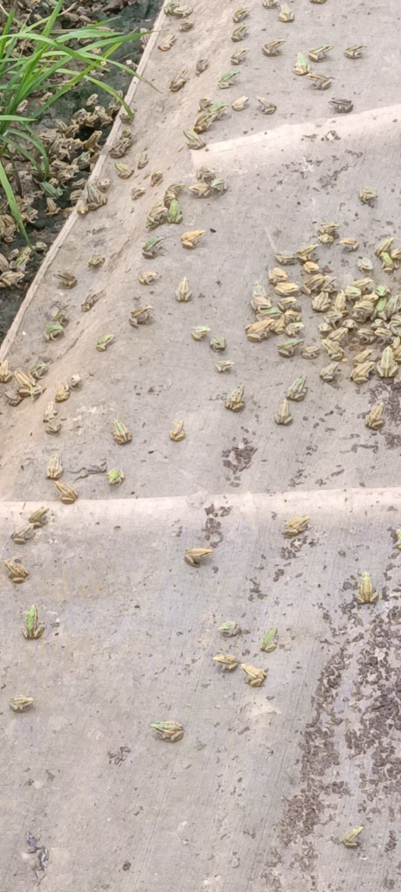黑斑青蛙养殖供应优质青蛙苗.包成活率技术指导……预定中