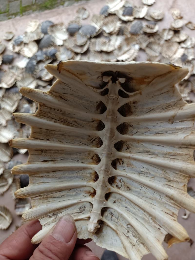 统货鳖甲，干度够，物美价廉