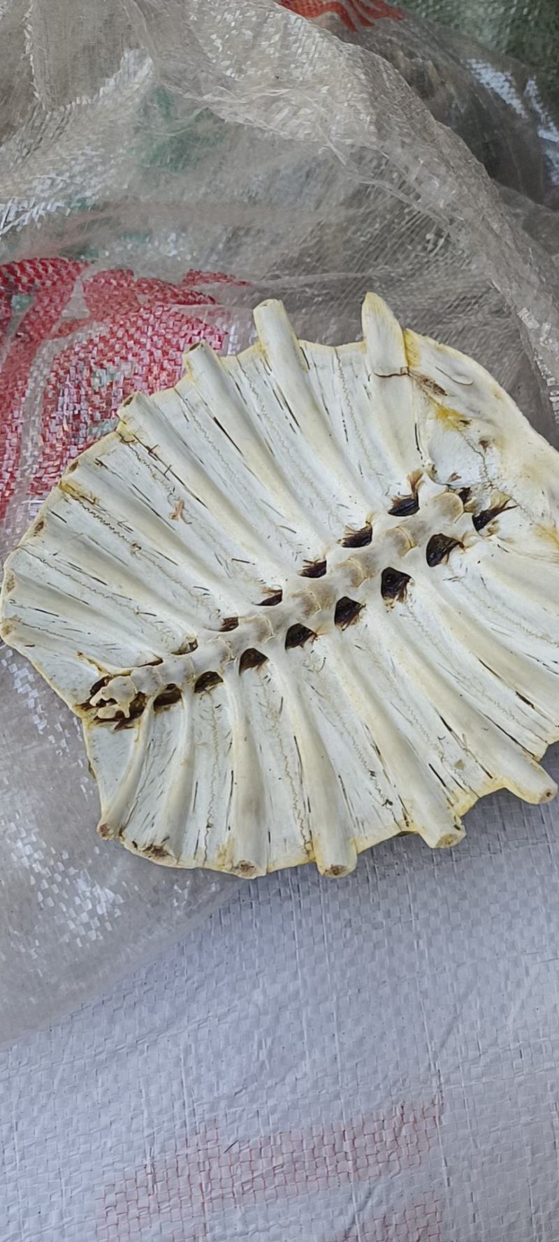统货鳖甲，干度够，物美价廉
