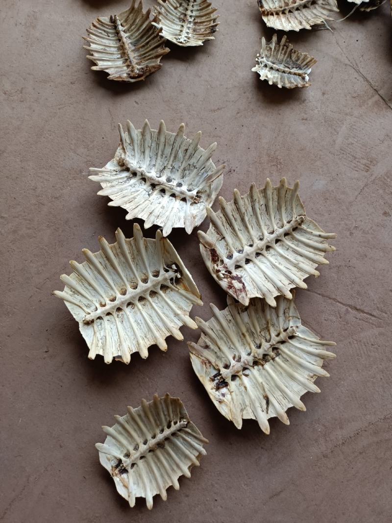 统货鳖甲，干度够，物美价廉