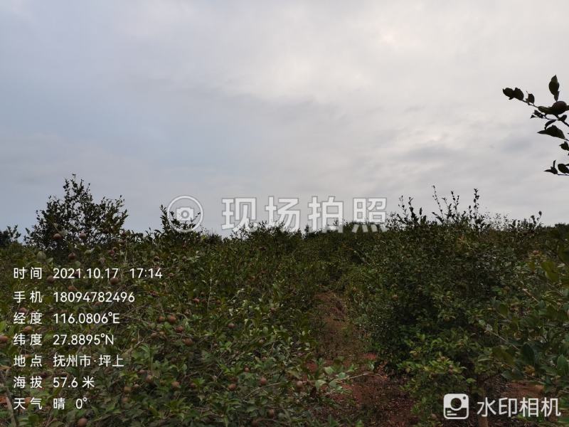油茶鲜果（霜降后摘果）