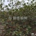 油茶鲜果（霜降后摘果）