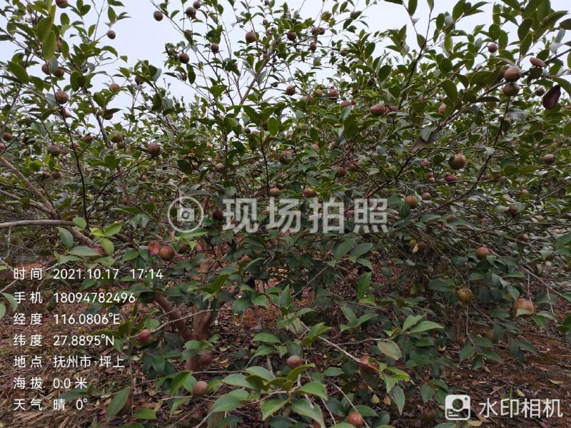 油茶鲜果（霜降后摘果）