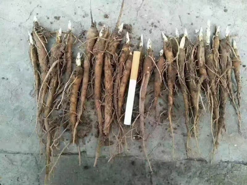 航天芍药苗药用芍药苗基地直发，质量保证，产品回收。