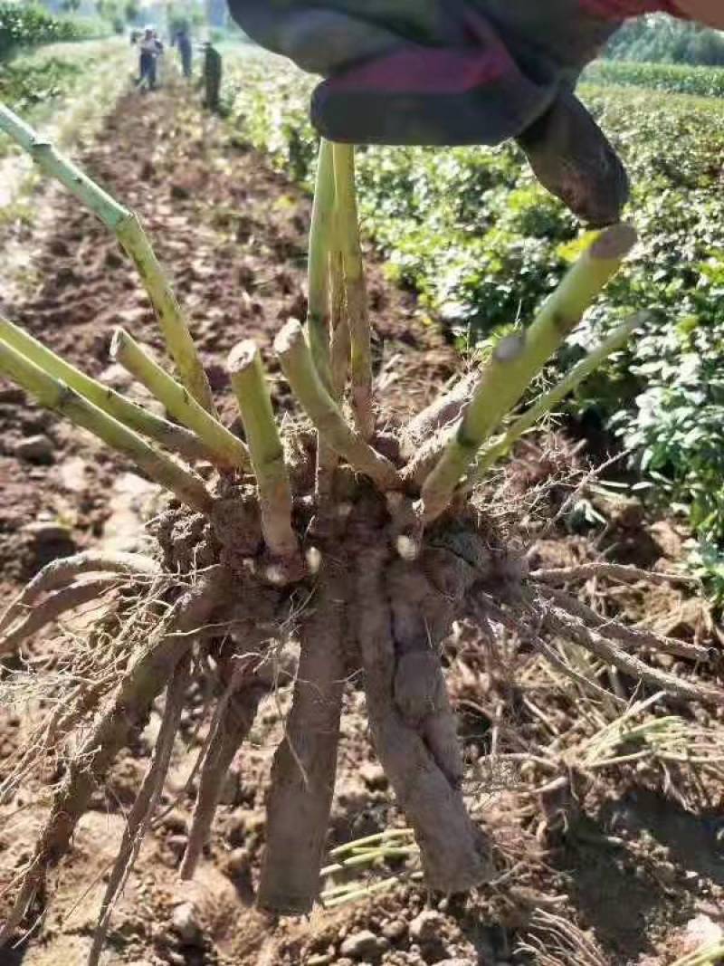 航天芍药苗药用芍药苗基地直发，质量保证，产品回收。