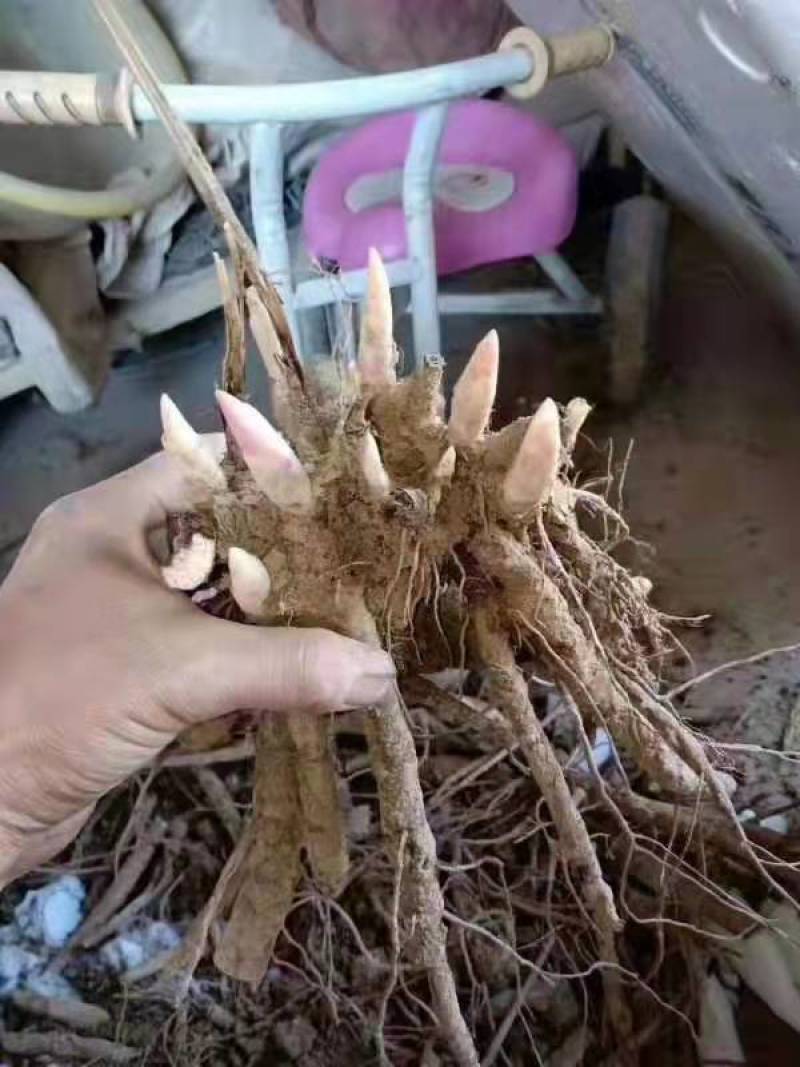 航天芍药苗药用芍药苗基地直发，质量保证，产品回收。