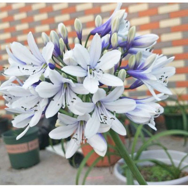 百子莲根茎四季开花种球进口多年生庭院阳台盆栽花卉地栽耐寒