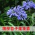 百子莲根茎四季开花种球进口多年生庭院阳台盆栽花卉地栽耐寒
