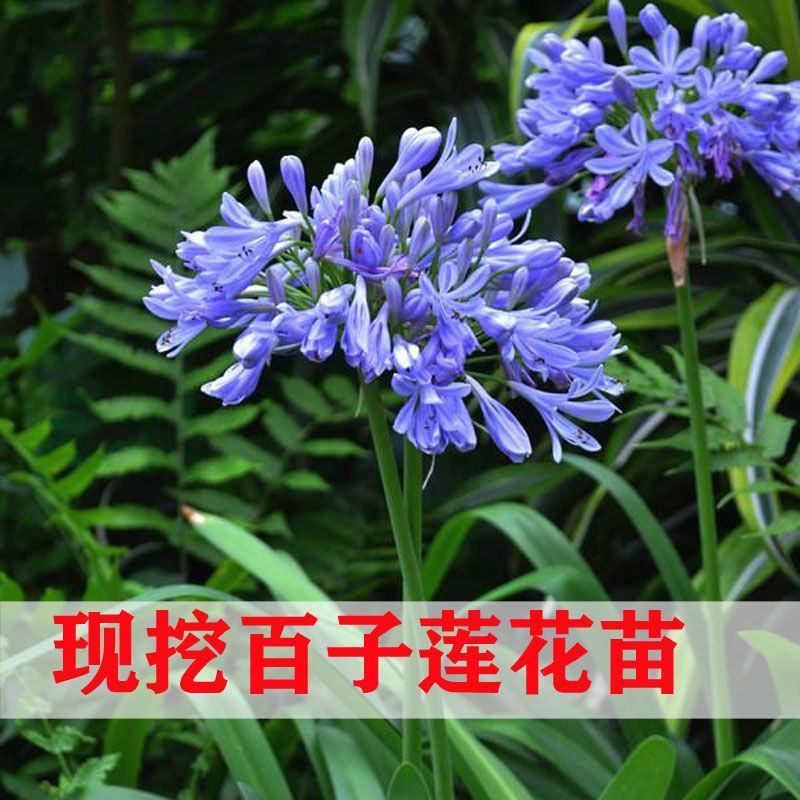 百子莲根茎四季开花种球进口多年生庭院阳台盆栽花卉地栽耐寒