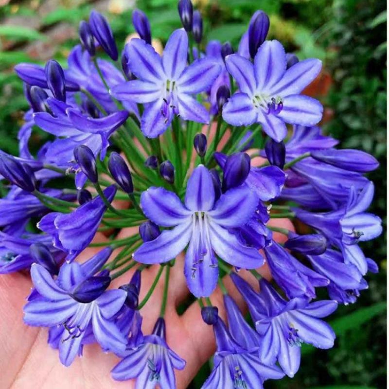 百子莲根茎四季开花种球进口多年生庭院阳台盆栽花卉地栽耐寒
