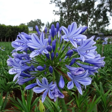 百子莲根茎四季开花种球进口多年生庭院阳台盆栽花卉地栽耐寒