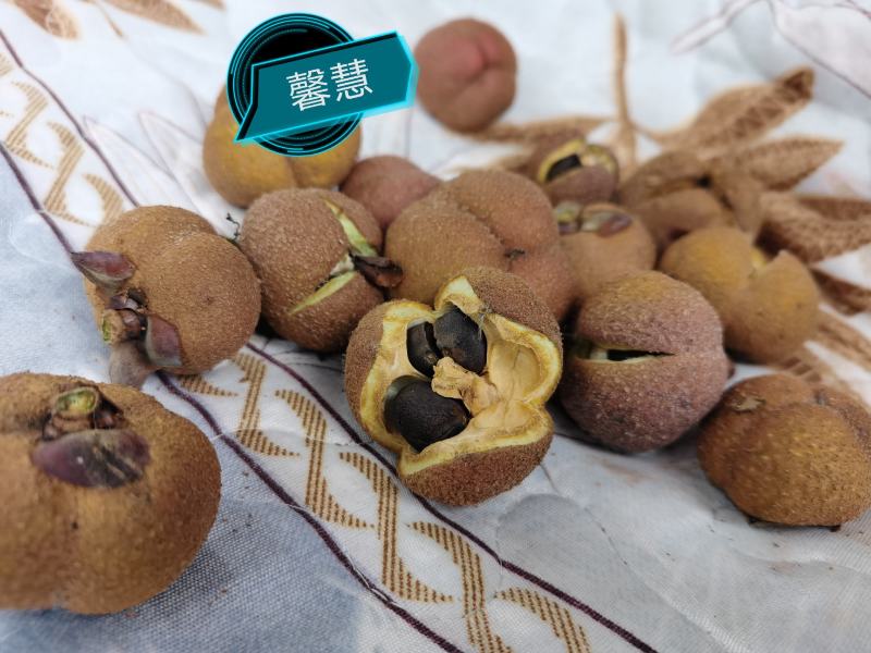山茶花果，大量批发供应，红花油茶果，油茶果