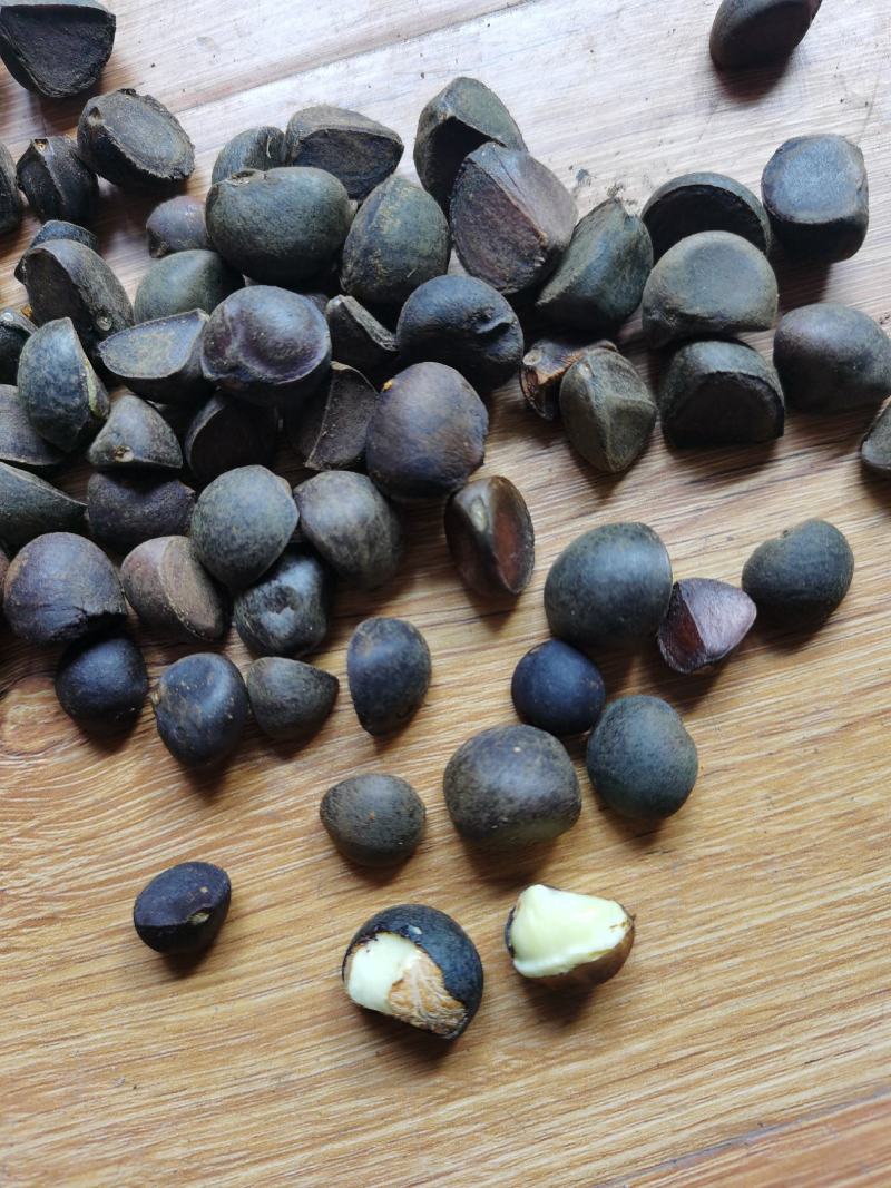 山茶花果，大量批发供应，红花油茶果，油茶果