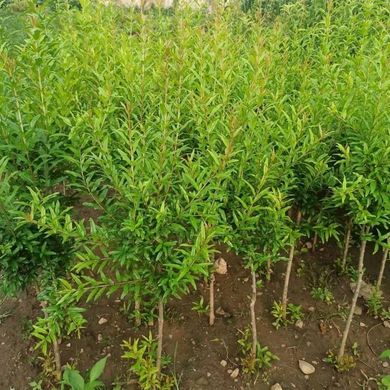 【超优惠】石榴苗突尼斯软籽石榴黑籽南北方种植包品种包成活
