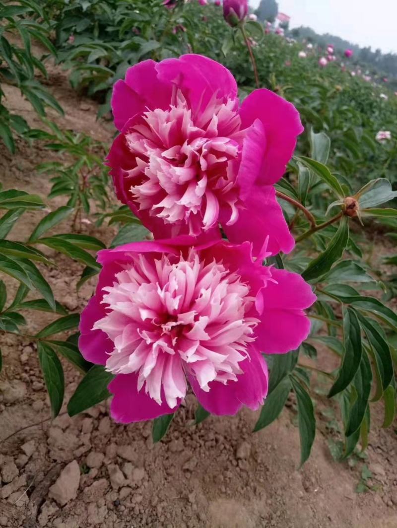 【芍药花】航天芍药苗庭院盆栽芍药苗易活带根发欢迎