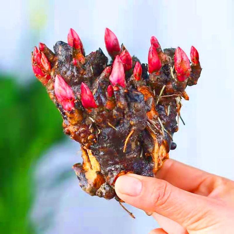 【芍药花】航天芍药苗庭院盆栽芍药苗易活带根发欢迎