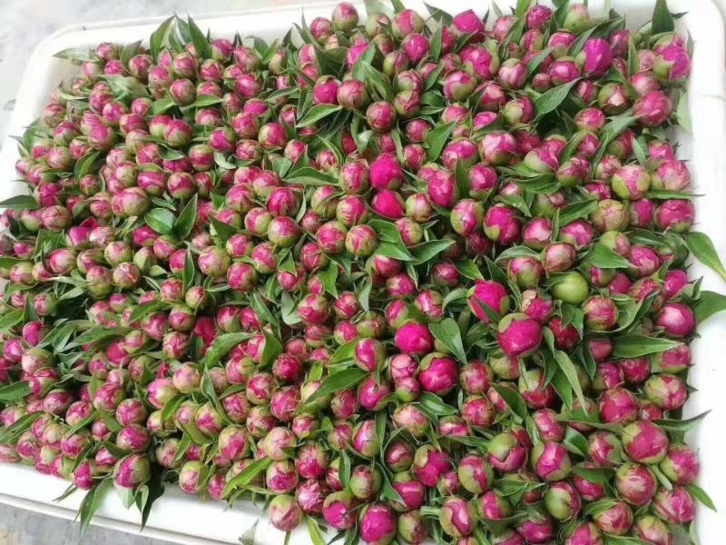 【芍药花】航天芍药苗庭院盆栽芍药苗易活带根发欢迎