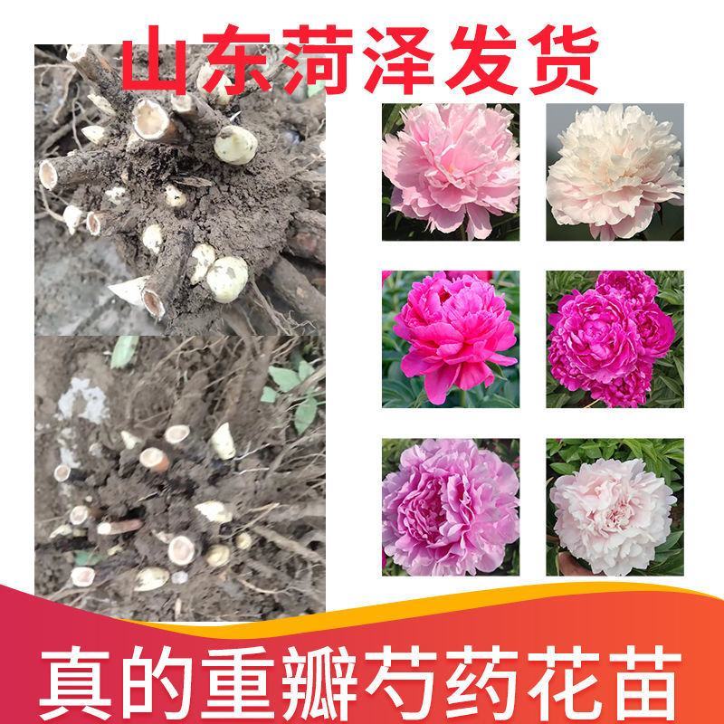 【芍药花】航天芍药苗庭院盆栽芍药苗易活带根发欢迎