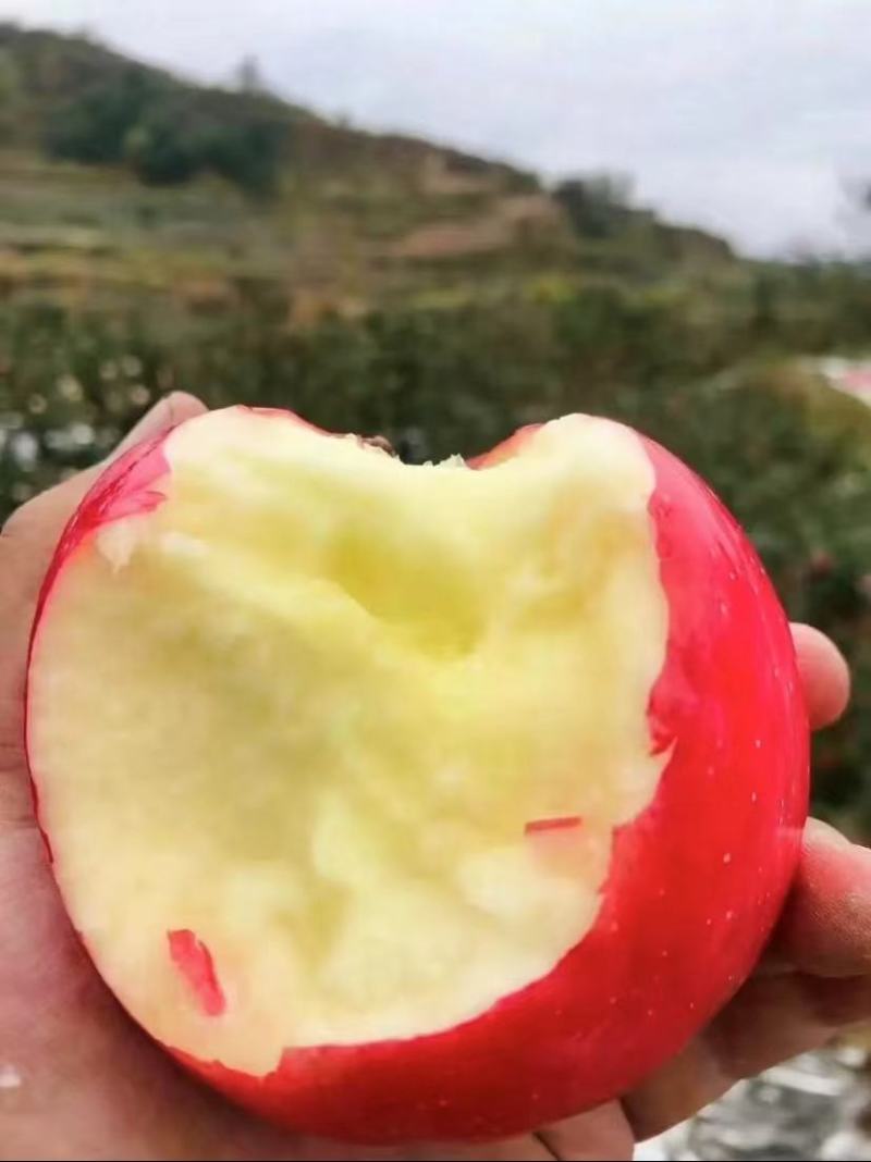 礼县盐关富士苹果，今年产量大，客商收的慢，需要的老联系我