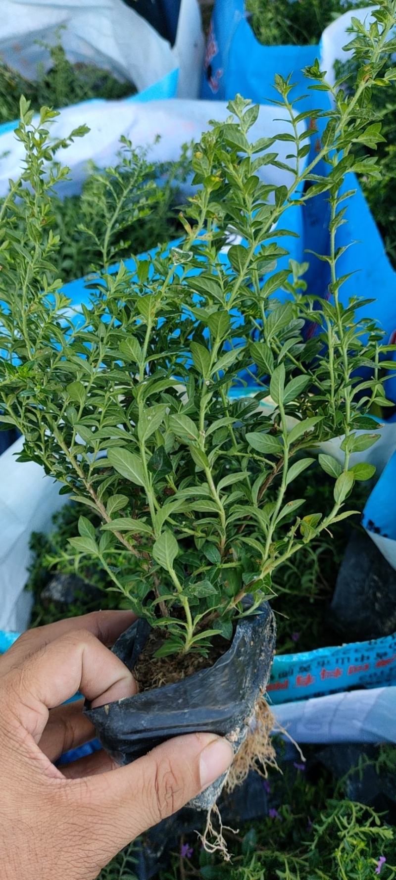 精品满天星，雪茄花，细叶萼距花