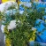 精品满天星，雪茄花，细叶萼距花