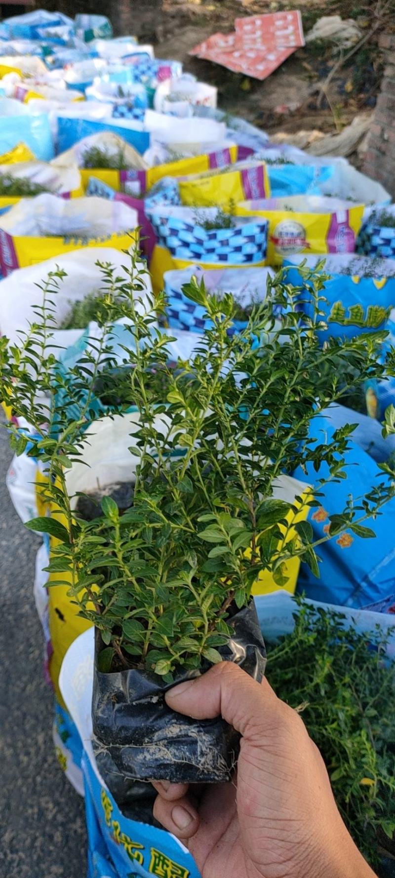 精品满天星，雪茄花，细叶萼距花
