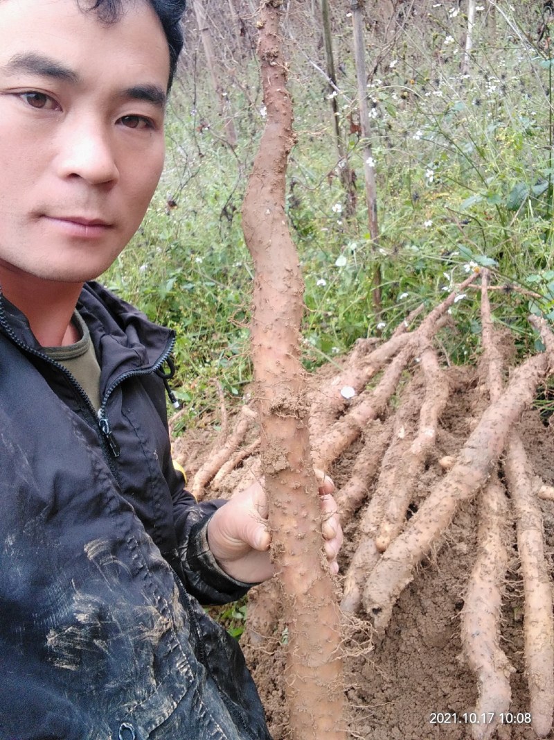 山药