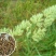 鸭茅种子牧草耐阴耐寒果园牧草牛羊鹅兔鱼鸡多年生牧草种