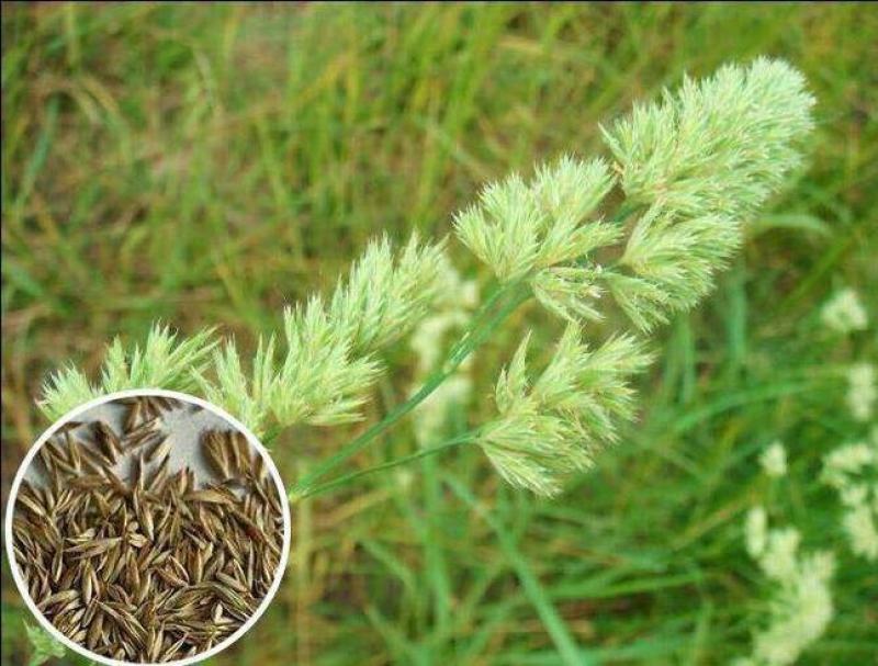 鸭茅种子牧草耐阴耐寒果园牧草牛羊鹅兔鱼鸡多年生牧草种